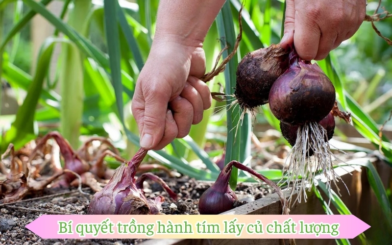 Bí quyết trồng hành tím lấy củ chất lượng