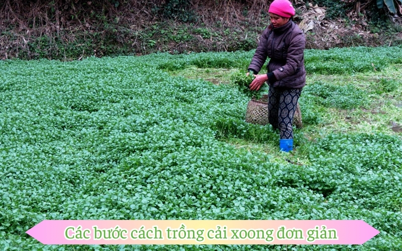 Các bước cách trồng cải xoong đơn giản