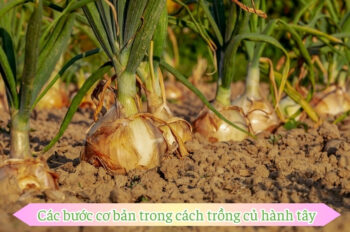 Cách trồng củ hành tây thành công ngay trong vườn nhà bạn