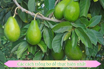 Bí quyết cách trồng bơ để cây phát triển khỏe mạnh & sai quả