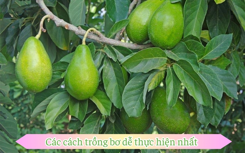 Các cách trồng bơ dễ thực hiện nhất