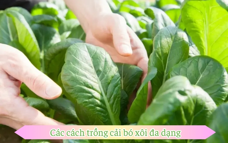 Các cách trồng cải bó xôi đa dạng