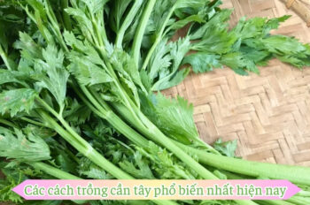 Bí quyết cách trồng cần tây tươi không cần nhiều diện tích