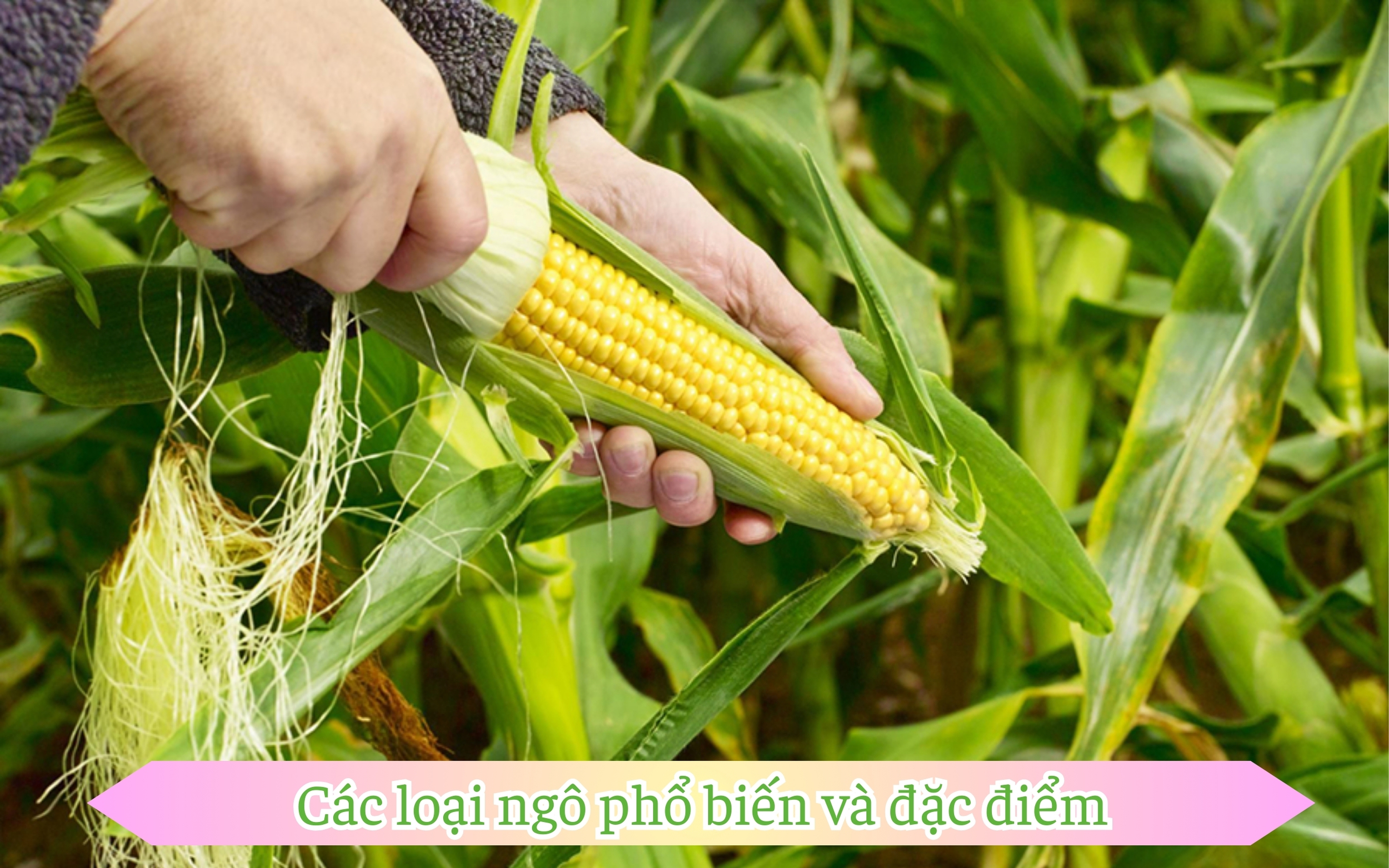 Các loại ngô phổ biến và đặc điểm