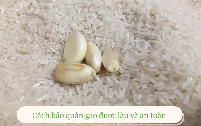 Cách bảo quản gạo được lâu và an toàn