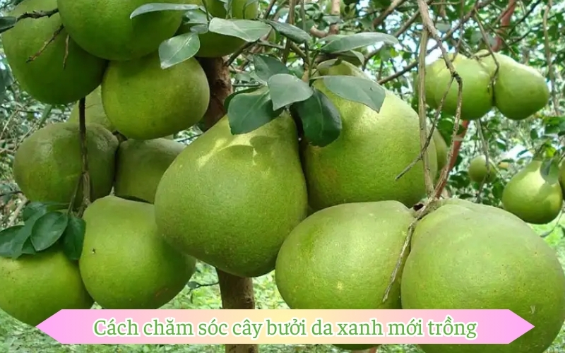 Cách chăm sóc cây bưởi da xanh mới trồng