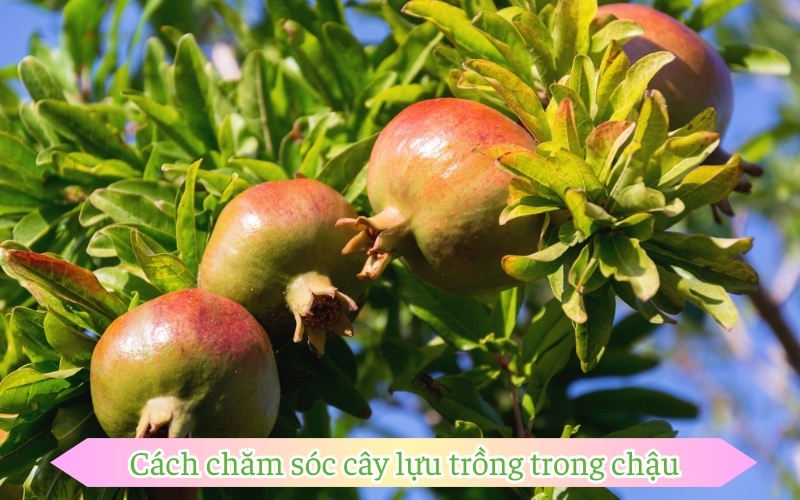 Cách chăm sóc cây lựu trồng trong chậu