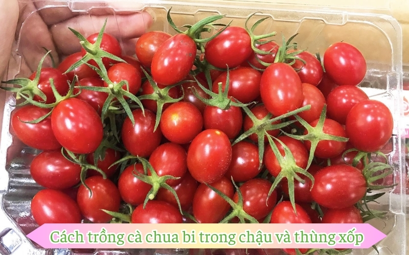 Cách trồng cà chua bi trong chậu và thùng xốp