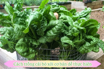 Thử ngay cách trồng cải bó xôi đơn giản để luôn có rau sạch