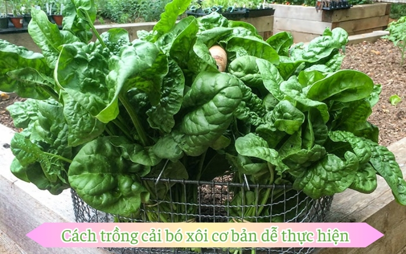 Cách trồng cải bó xôi cơ bản dễ thực hiện