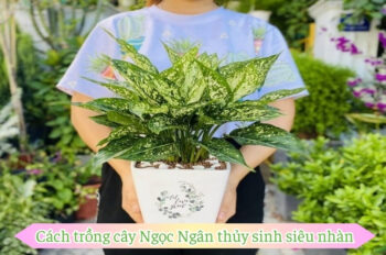 Cách trồng cây ngọc ngân đúng kỹ thuật cho không gian mát mẻ