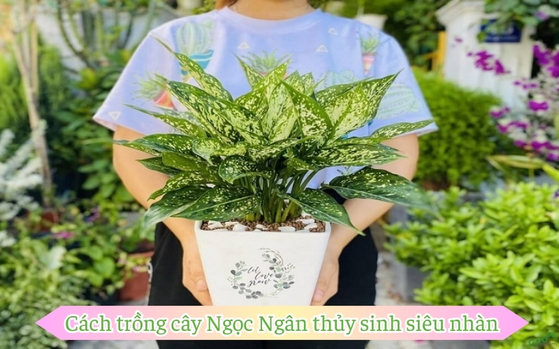 Cách trồng cây Ngọc Ngân thủy sinh siêu nhàn