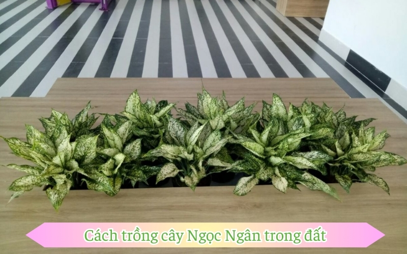 Cách trồng cây Ngọc Ngân trong đất