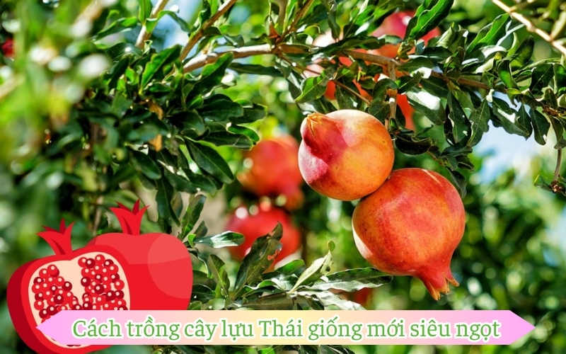 Cách trồng cây lựu Thái giống mới siêu ngọt