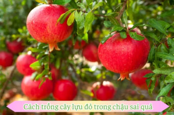 Cách trồng cây lựu đem lại không gian sống xanh và trái ngọt