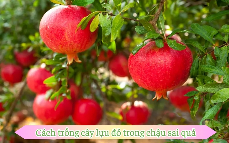 Cách trồng cây lựu đỏ trong chậu sai quả