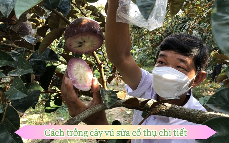 Cách trồng cây vú sữa cổ thụ chi tiết