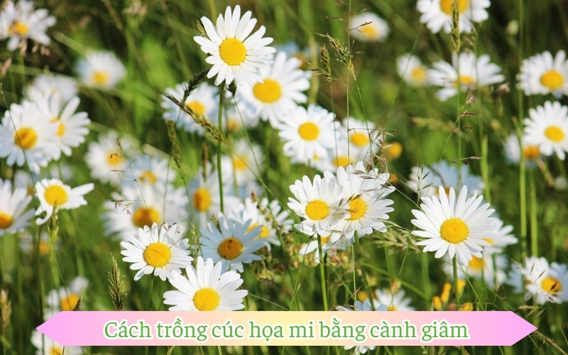 Cách trồng cúc họa mi bằng cành giâm