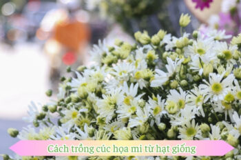 Nghệ thuật cách trồng cúc họa mi đẹp mỗi ngày trong vườn nhà