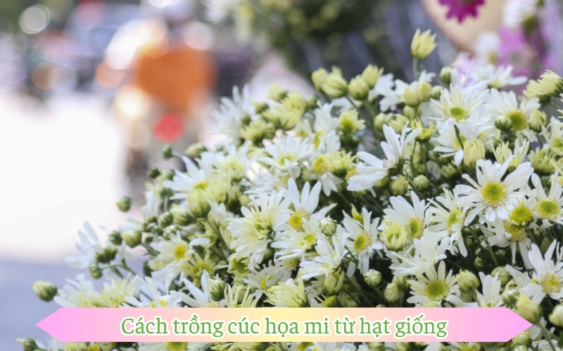 Cách trồng cúc họa mi từ hạt giống