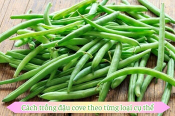 Thử ngay 5 cách trồng đậu cove tại nhà thu hoạch không xuể