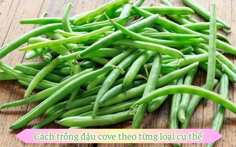 Cách trồng đậu cove theo từng loại cụ thể