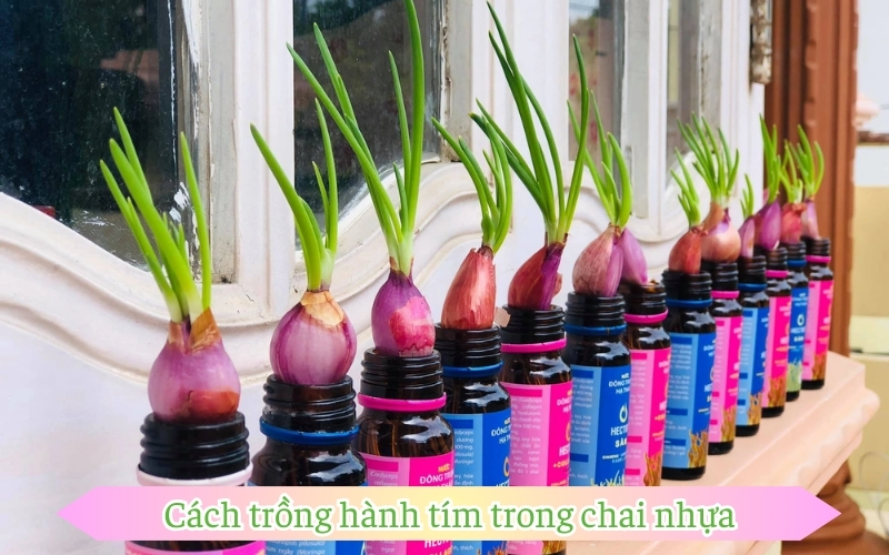 Cách trồng hành tím trong chai nhựa