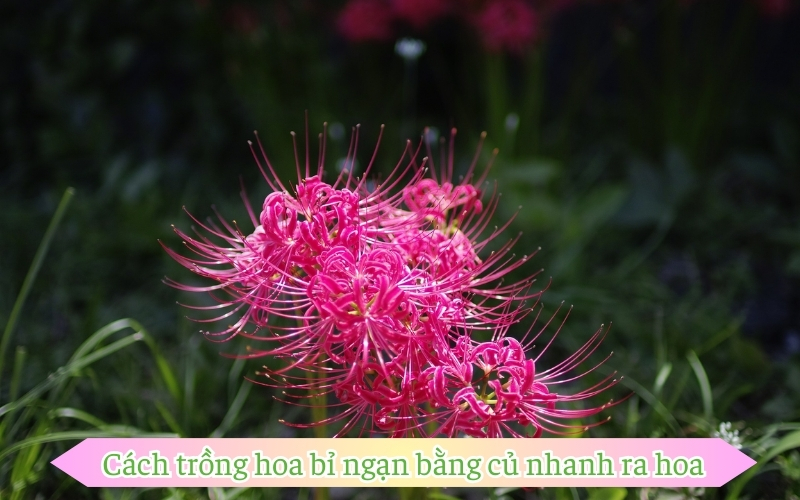 Cách trồng hoa bỉ ngạn bằng củ nhanh ra hoa