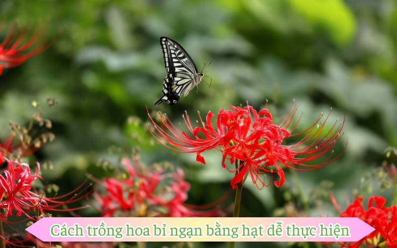 Cách trồng hoa bỉ ngạn bằng hạt dễ thực hiện