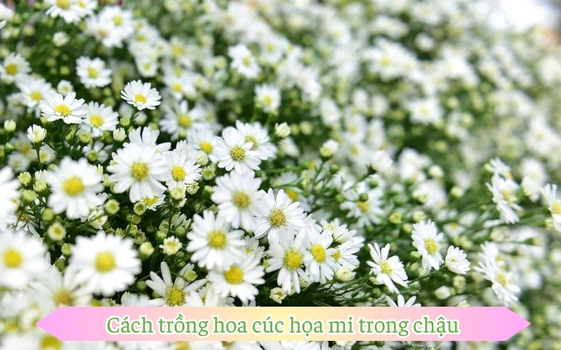 Cách trồng hoa cúc họa mi trong chậu