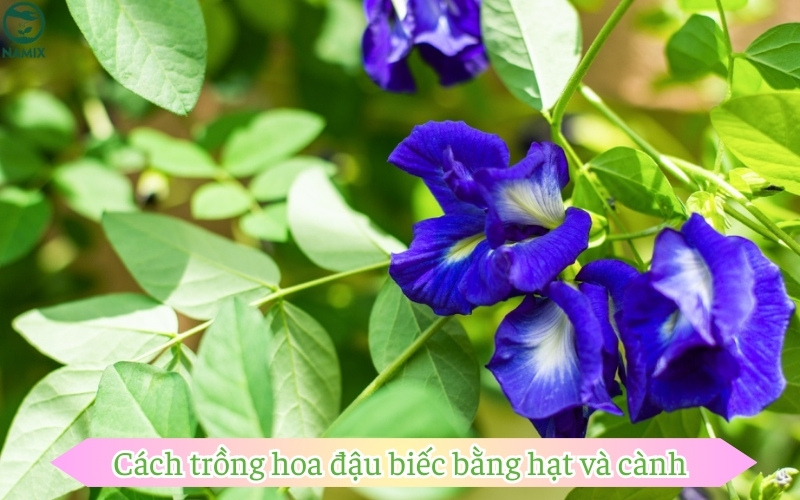 Cách trồng hoa đậu biếc bằng hạt và cành