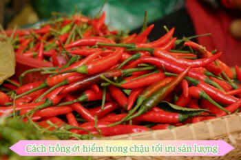 Cách trồng ớt hiểm vừa đẹp mắt vừa được quả sai trĩu