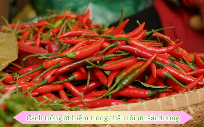 Cách trồng ớt hiểm trong chậu tối ưu sản lượng