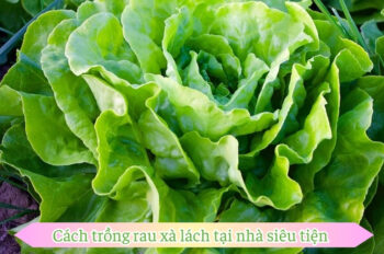 Mách bạn 7 cách trồng rau xà lách tại nhà rau tươi mỗi ngày