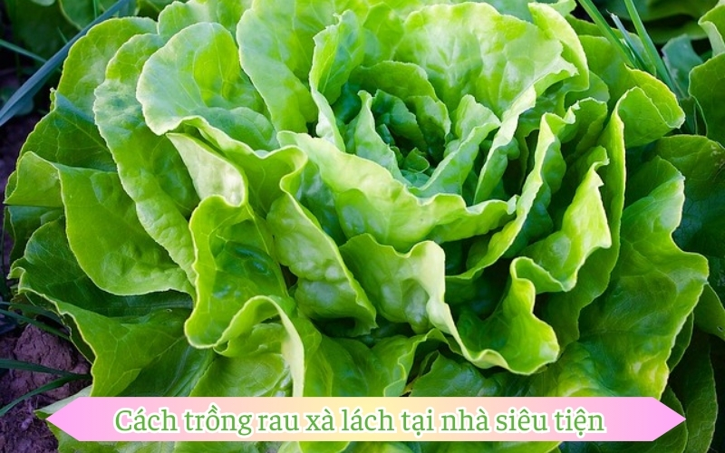 Cách trồng rau xà lách tại nhà siêu tiện