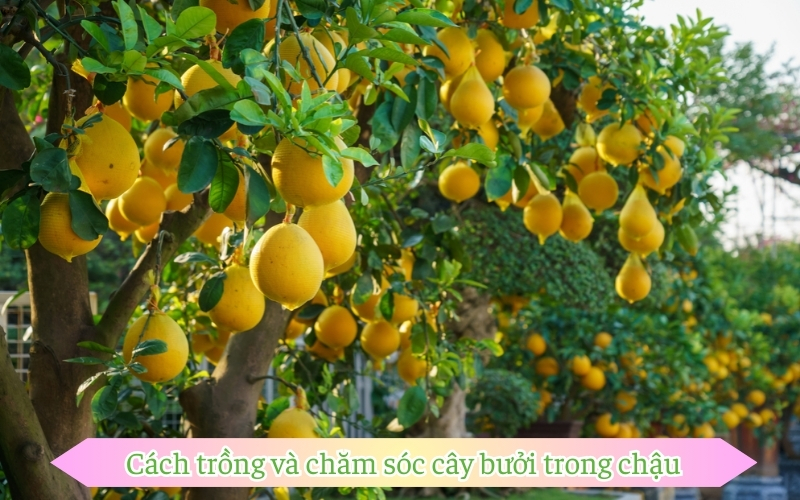 Cách trồng và chăm sóc cây bưởi trong chậu