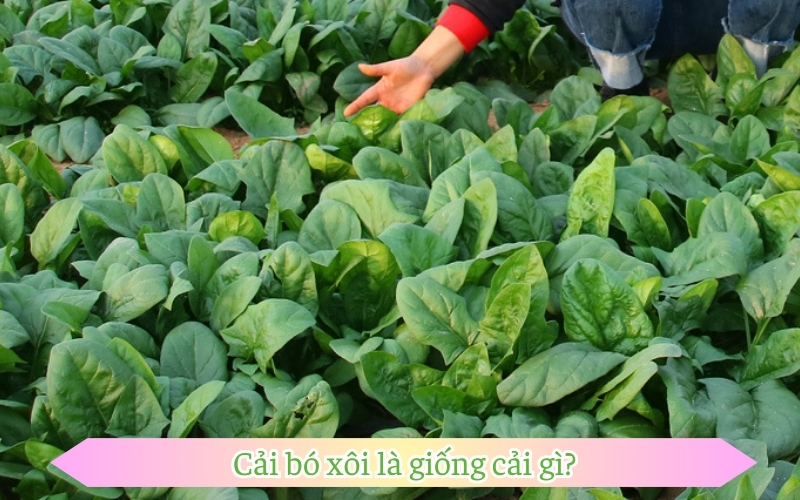 Cải bó xôi là giống cải gì?