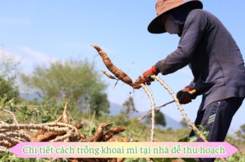 Mách bạn mẹo và cách trồng khoai mì để đạt năng suất tối đa