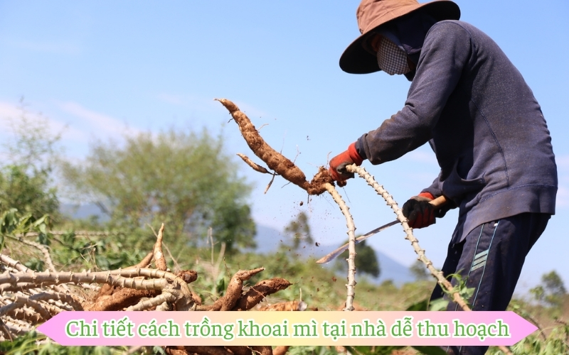 Chi tiết cách trồng khoai mì tại nhà dễ thu hoạch