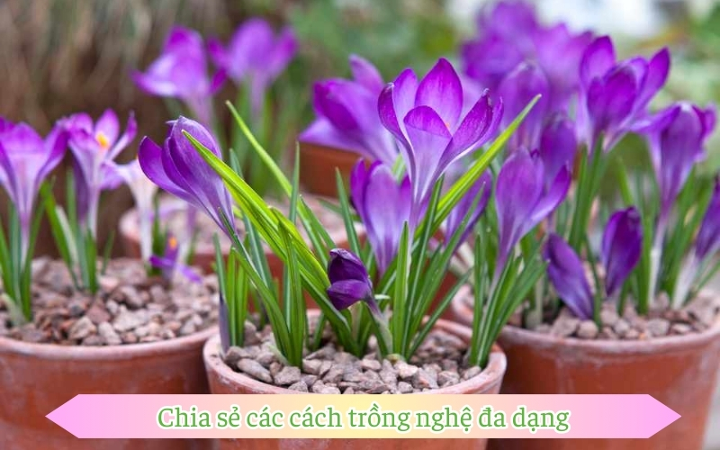 Chia sẻ các cách trồng nghệ đa dạng