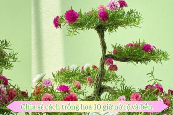 Tất tần tật về cách trồng hoa 10 giờ đẹp tự nhiên và bền lâu