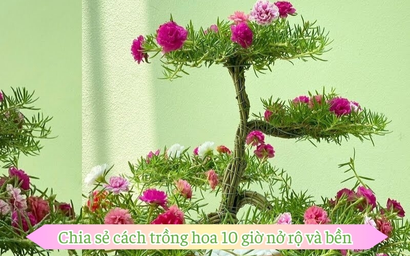 Chia sẻ cách trồng hoa 10 giờ nở rộ và bền 