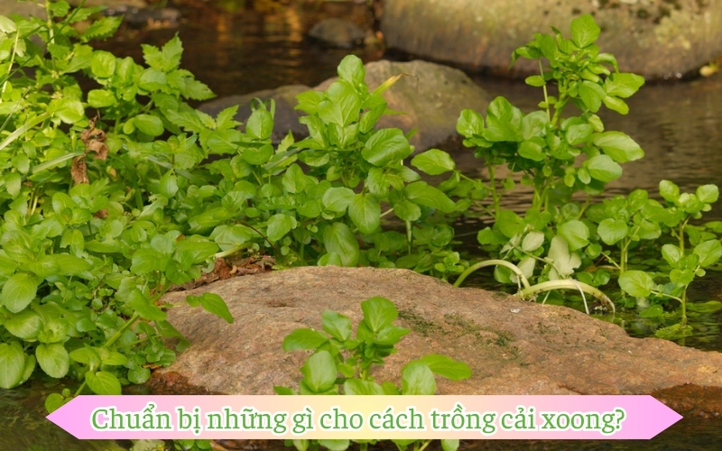 Chuẩn bị những gì cho cách trồng cải xoong?