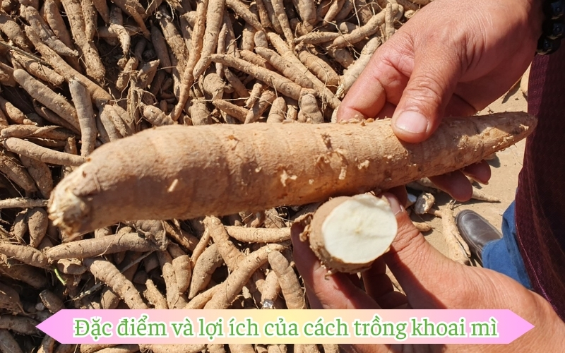 Đặc điểm và lợi ích của cách trồng khoai mì