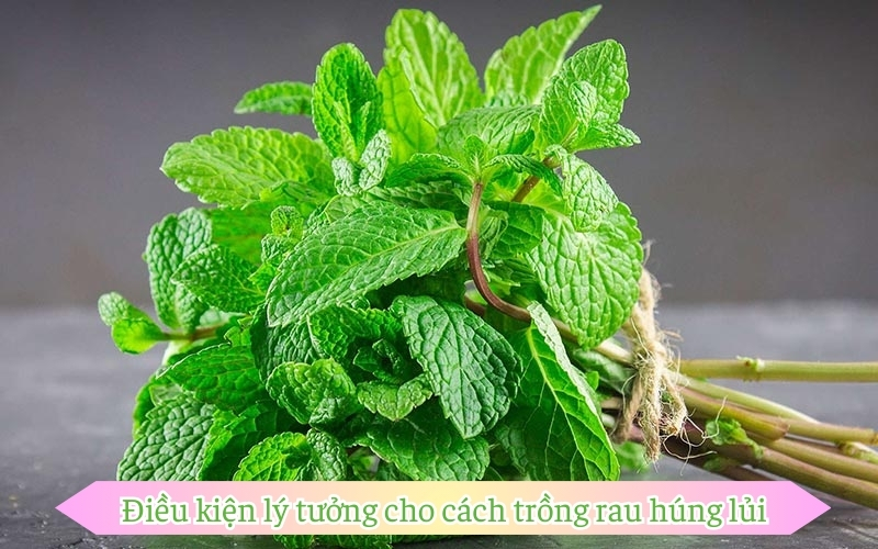 Điều kiện lý tưởng cho cách trồng rau húng lủi