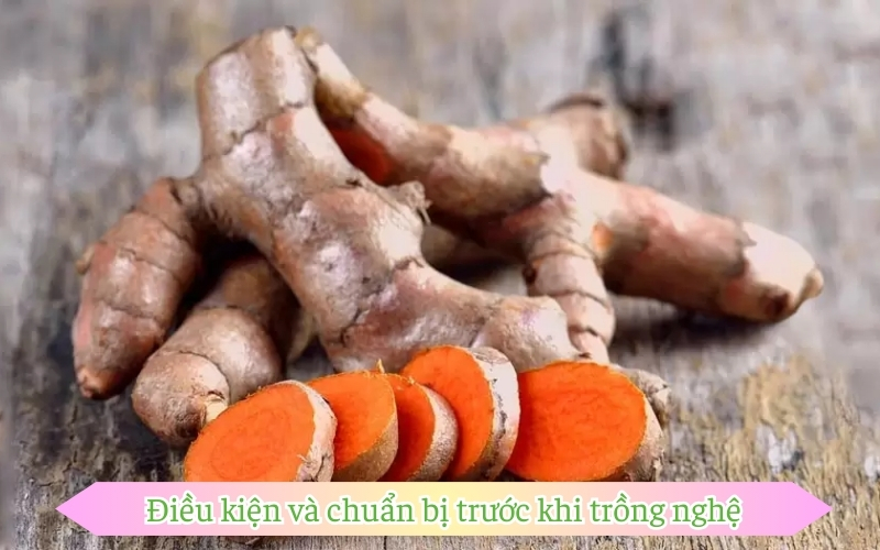 Điều kiện và chuẩn bị trước khi trồng nghệ