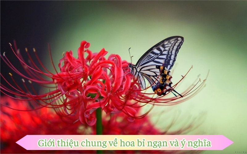 Giới thiệu chung về hoa bỉ ngạn và ý nghĩa của nó