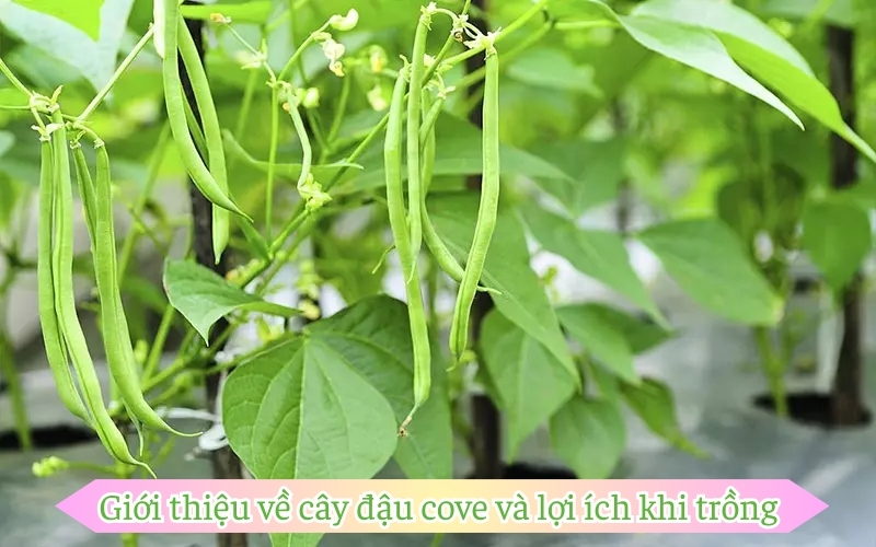 Giới thiệu về cây đậu cove và lợi ích khi trồng 