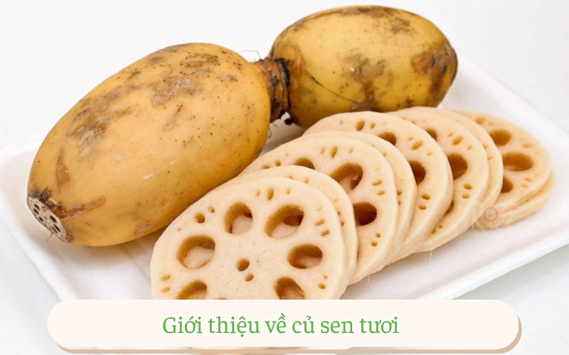 Giới thiệu về củ sen tươi