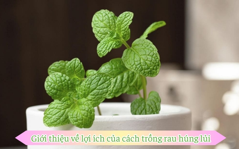 Giới thiệu về lợi ích của  cách trồng rau húng lủi